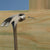 Common Nail Smooth Shank Decking and General Wood Construction Nail Installed