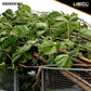 1" x 15' Black Endless Stainless Steel Thumb Ratchet image 8 of 10